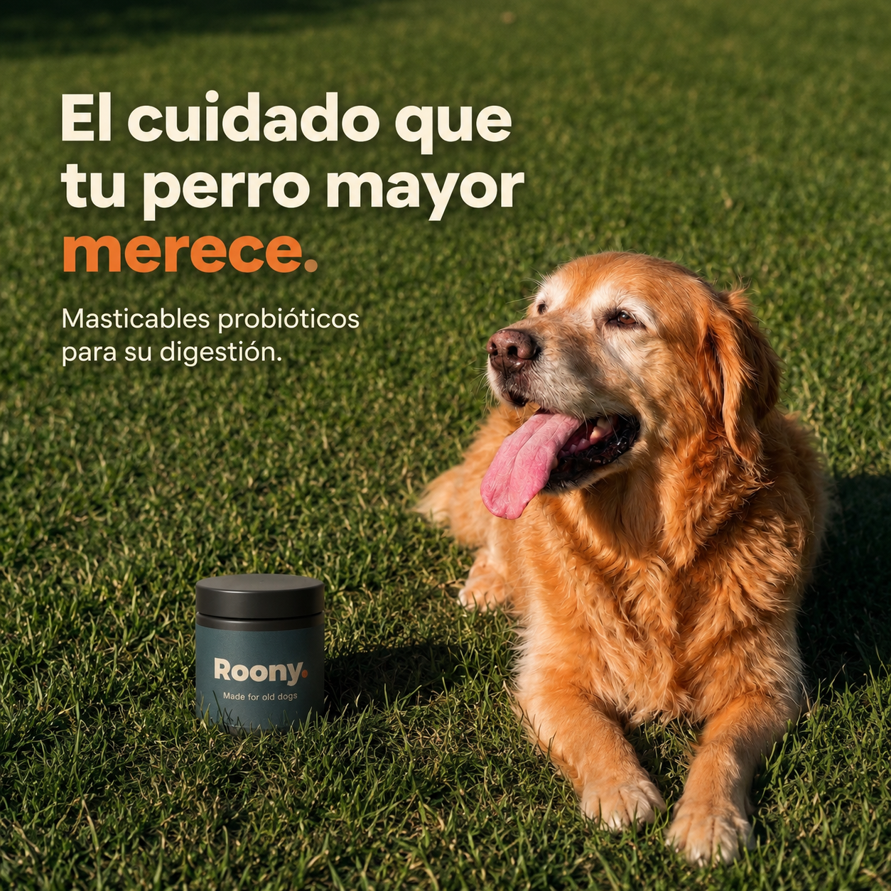 Hecho para la pancita sensible de tu perro mayor