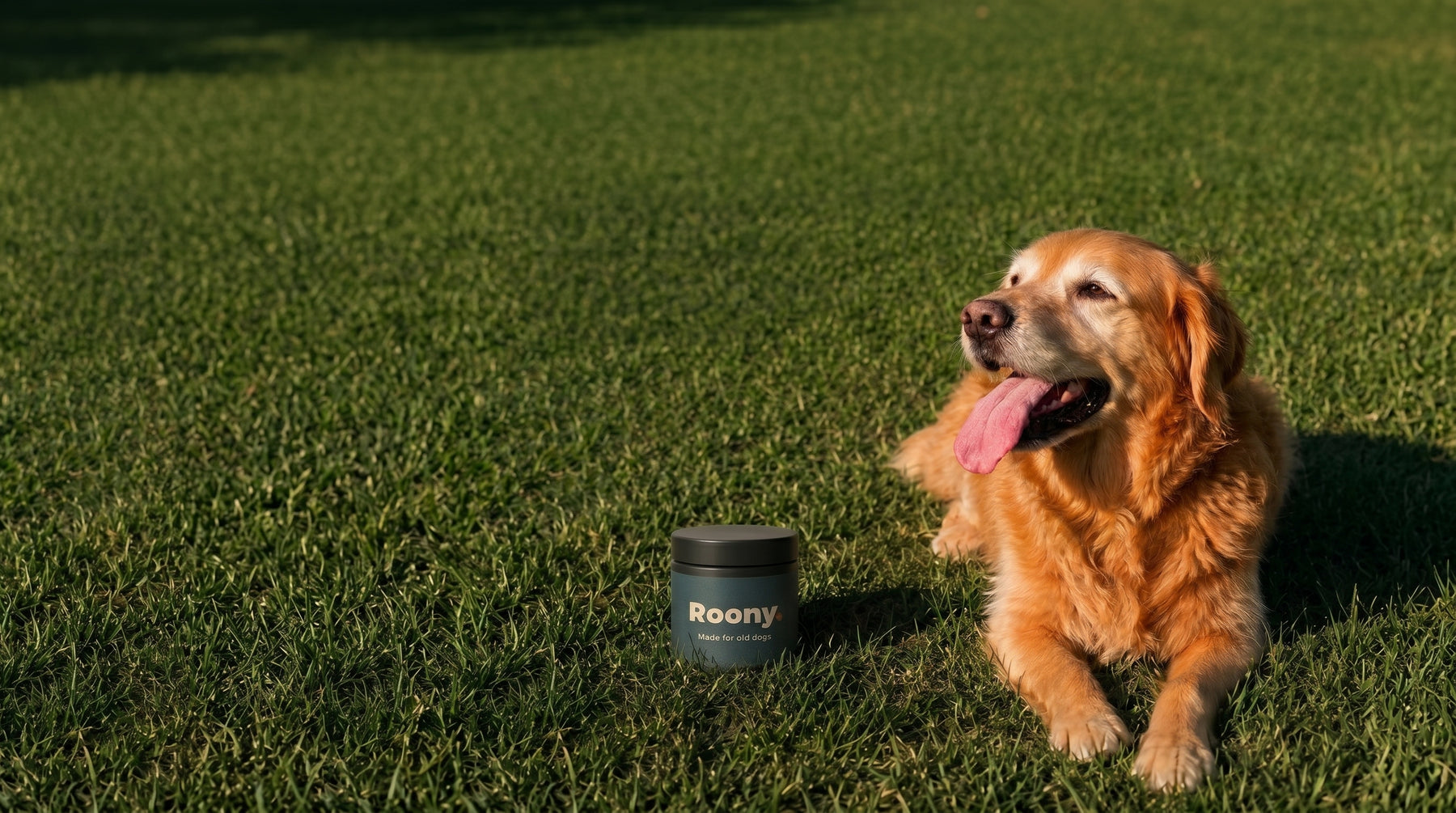 Senior dog standing happily in grass