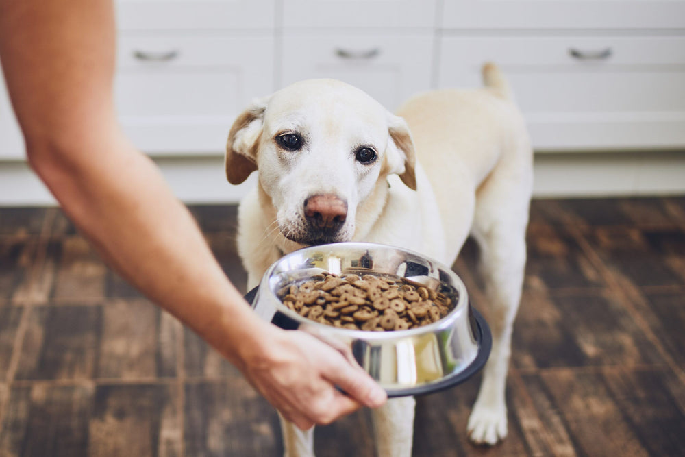 Dog wellness timeline image