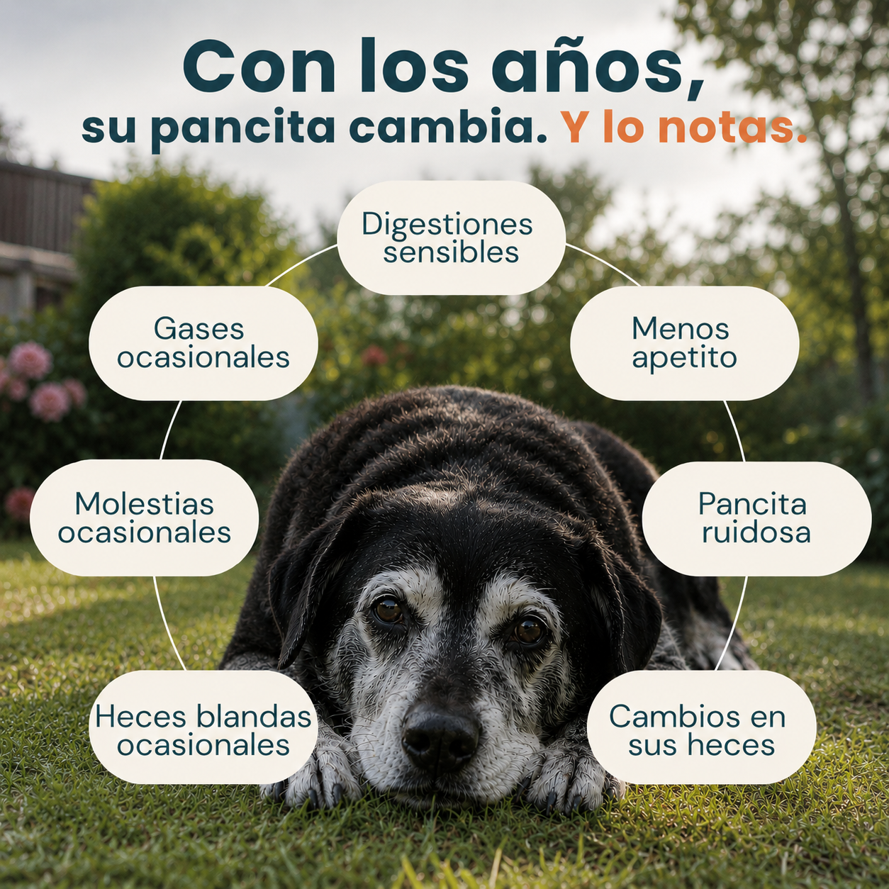 Hecho para la pancita sensible de tu perro mayor