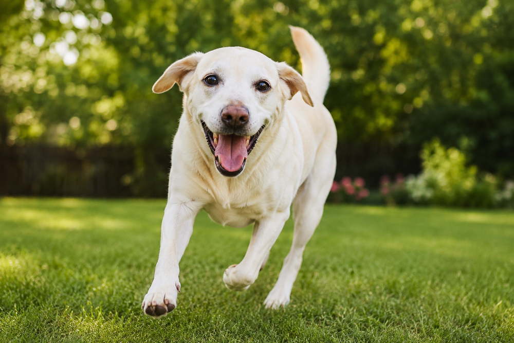 Dog wellness timeline image