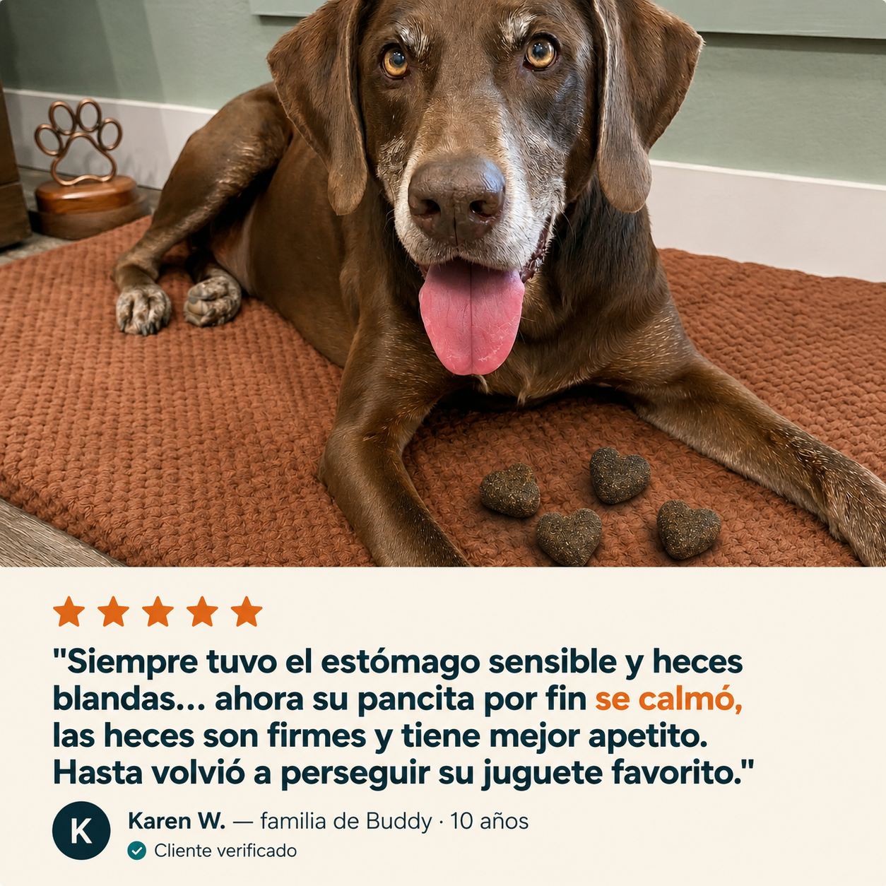 Hecho para la pancita sensible de tu perro mayor