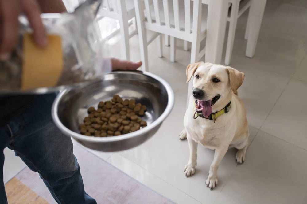 Dog wellness timeline image